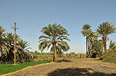 1024px-Egyptian_Countryside_R03.jpg